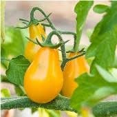 Heirloom Organic Yellow Pear Tomato seeds package, GrowTime Garden Supply