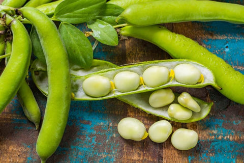 Heirloom Organic Early Thorogreen Lima Bush Bean seeds package, GrowTime Garden Supply