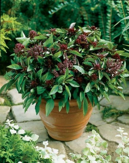 Organic Cinnamon Basil seeds package, GrowTime Garden Supply