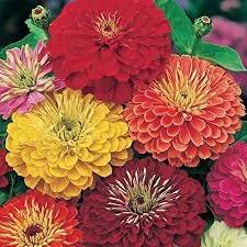 Zinnia California Giant seed mix package, GrowTime Garden Supply