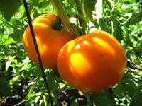 Organic Heirloom Jubilee Tomato seeds package, GrowTime Garden Supply