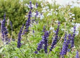 Organic Blue Bedder Mealy Cup Sage seeds package, GrowTime Garden Supply