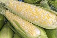Organic Heirloom Peaches and Cream Sweet Corn seeds package, GrowTime Garden Supply