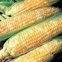 Organic Silver n Gold Sweet Corn seeds package, GrowTime Garden Supply