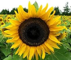 Heirloom Organic Ukraine Mammoth Sunflower seeds package, GrowTime Garden Supply