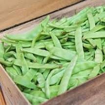 Heirloom Organic Roma II Bush Bean seeds package, GrowTime Garden Supply