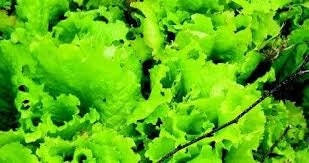 Heirloom Organic Black Seeded Simpson Lettuce Seeds, additional product view 2