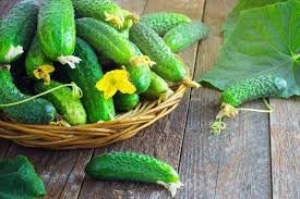 Heirloom Organic Cross Country Cucumber seeds package, GrowTime Garden Supply