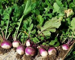 heirloom Organic Purple Top Turnip Seeds, additional product view 2
