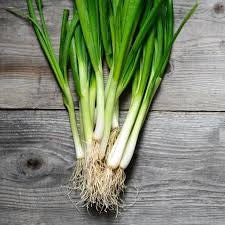 Heirloom Organic White Lisbon Bunching Onion Seeds, additional product view 2
