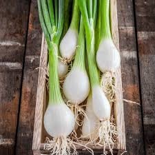 Heirloom Organic White Lisbon Bunching Onion seeds package, GrowTime Garden Supply