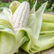 Heirloom Organic Stowells Evergreen Sweet Corn seeds package, GrowTime Garden Supply