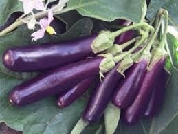 Heirloom Organic Early Long Purple Eggplant Seeds, additional product view 2