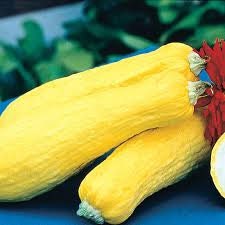 Heirloom Organic Early Prolific Straight neck Squash Seeds, additional product view 2