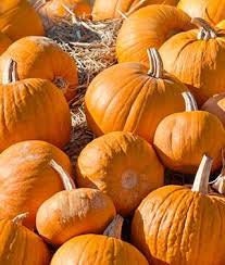 Heirloom Organic Cherokee Tan Bush Pumpkin Seeds, additional product view 2