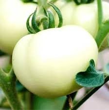 Heirloom Organic White Wonder Tomato seeds package, GrowTime Garden Supply