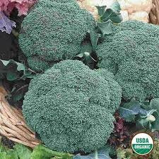 Heirloom Organic Calabrese Broccoli seeds package, GrowTime Garden Supply