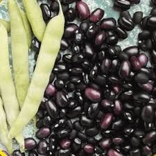 Heirloom Organic Turtle Black Bean seeds package, GrowTime Garden Supply