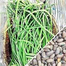 Load image into Gallery viewer, Heirloom Organic Yard Long Asparagus / Green Pod Red Seed Asparagus Bean Seeds
