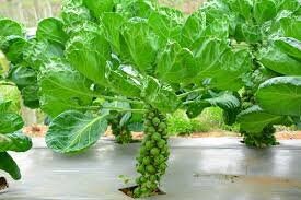 Heirloom Organic Catskill Brussel Sprouts Seeds, additional product view 2
