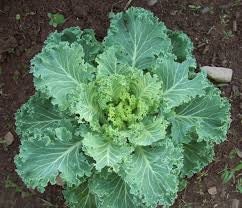 Heirloom Organic Early Hanover Kale Seeds, additional product view 2