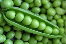 Organic Laxton's Progress Pea seeds package, GrowTime Garden Supply