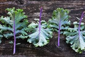 Heirloom Organic Red Russian Kale seeds package, GrowTime Garden Supply