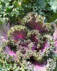 Heirloom Organic Red Russian Kale Seeds, additional product view 2