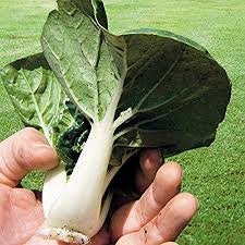 Heirloom Organic Pak Choy Toy Choy (Bok Choi/Pak Choi) Seeds, additional product view 2
