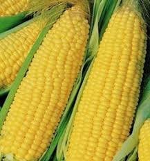Heirloom Organic Trucker's Favorite Yellow Corn seeds package, GrowTime Garden Supply