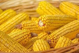 Heirloom Organic Trucker's Favorite Yellow Corn Seeds, additional product view 2