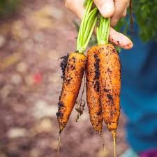 Heirloom Organic Little Finger Carrot Seeds, additional product view 2
