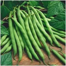 Heirloom Italian Garden Bush Bean seeds package, GrowTime Garden Supply