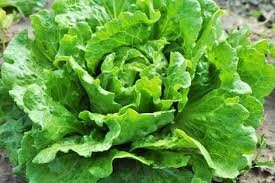 Organic Nevada Lettuce seeds package, GrowTime Garden Supply