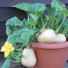Load image into Gallery viewer, Heirloom Organic Winter Squash Butterbush Squash Seeds
