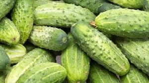 Load image into Gallery viewer, Heirloom Organic Spacemaster Bush-Type Cucumber Seeds
