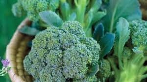 Organic Heirloom Sun King Broccoli Seeds, additional product view 2
