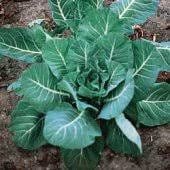 Heirloom Organic Vates Collards seeds package, GrowTime Garden Supply