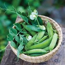 Heirloom Organic Blue Bantam Pea seeds package, GrowTime Garden Supply