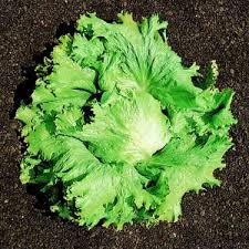 Heirloom Organic Great Lakes 118 Lettuce seeds package, GrowTime Garden Supply