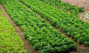 Heirloom Organic Giant Romaine Caesar Lettuce Seeds, additional product view 2