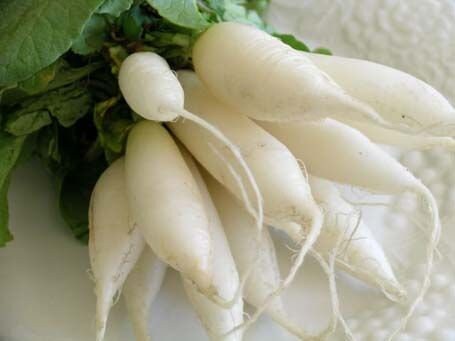 Heirloom Organic Short Top White Icicle Radish Seeds, additional product view 2