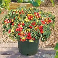 Heirloom Organic Tumbler Tomato seeds package, GrowTime Garden Supply
