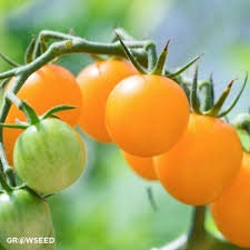 Organic Heirloom Yellow Perfection Tomato seeds package, GrowTime Garden Supply
