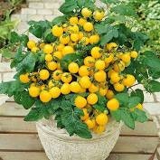 Organic Heirloom Yellow Perfection Tomato Seeds, additional product view 2