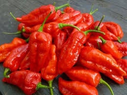 Load image into Gallery viewer, GHOST PEPPER Pepper Seeds (Aka Naga Viper Chili, Snake Pepper, Bhut Jolokia Hot Pepper)
