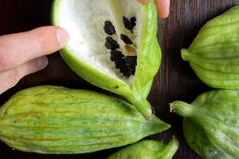 Rare Organic Heirloom Caigua Seeds (Aka Slipper Gourd, Achocha, Cyclanthera pedata, stuffing cucumber), additional product view 2
