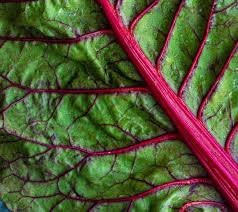 Load image into Gallery viewer, Organic Heirloom Ruby Red Swiss Chard Seeds
