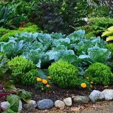 Organic Heirloom Spicy Globe Basil Seeds, additional product view 2