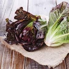 Organic Heirloom Prizehead Lettuce Seeds, additional product view 2